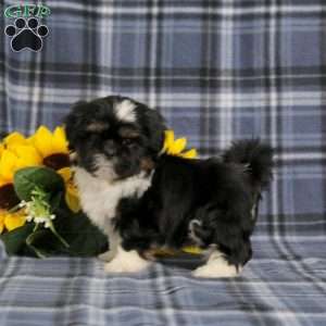 Buster, Shih Tzu Puppy